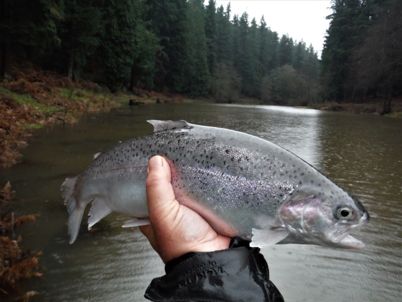 Rainbows in ponds